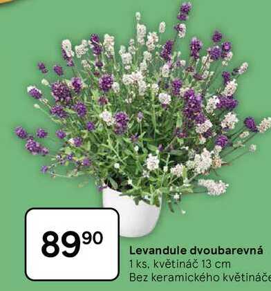 Levandule dvoubarevná, 1 ks, květináč 13 cm