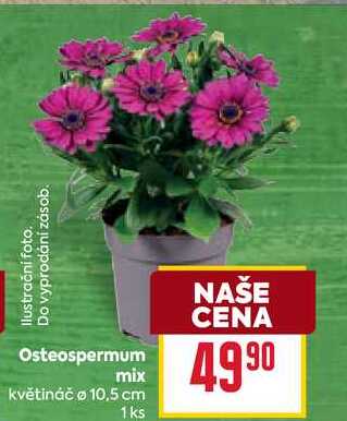 Osteospermum mix květináč o 10,5 cm 1ks