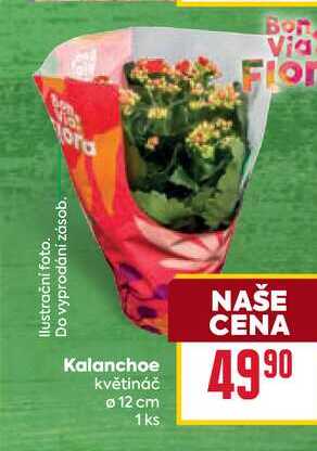 Kalanchoe květináč 12 cm 1ks