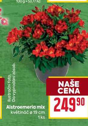 Alstroemeria mix květináč o 19 cm 1ks