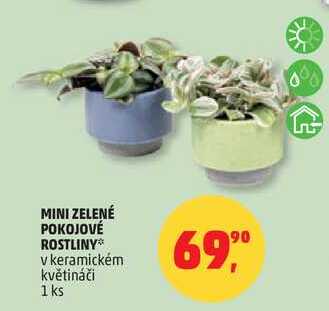 MINI ZELENÉ POKOJOVÉ ROSTLINY v keramickém květináči, 1 ks