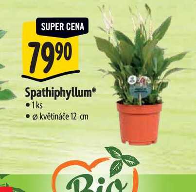  Spathiphyllum, pr. květináče 12 cm 
