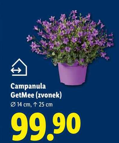 Campanula GetMee (zvonek)