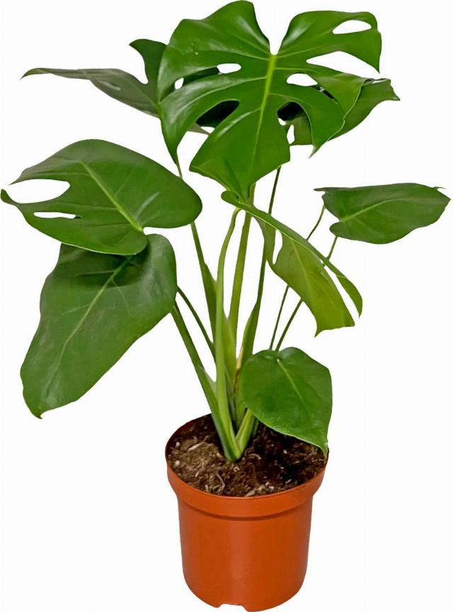 Monstera