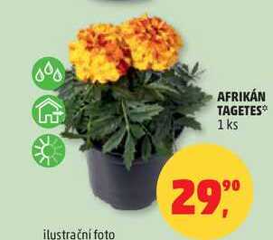 AFRIKÁN TAGETES, 1 ks