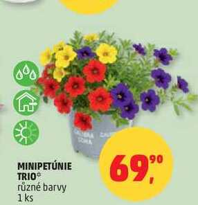 MINIPETÚNIE TRIO různé barvy, 1 ks