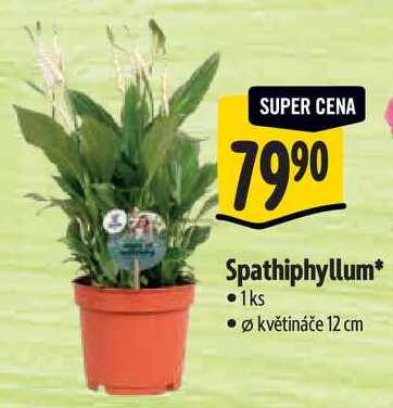 Spathiphyllum
