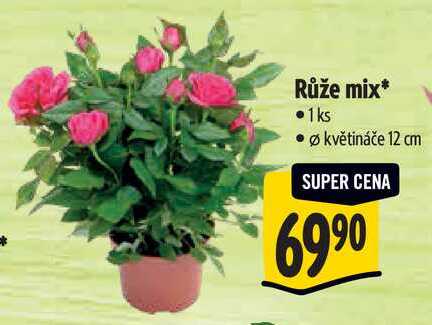 Růže mix