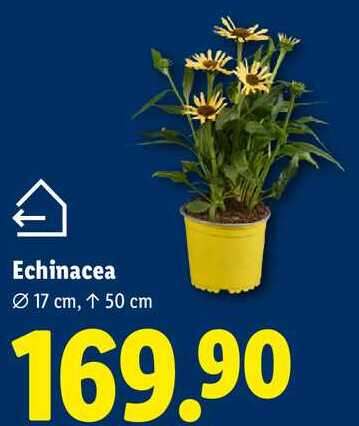 Echinacea