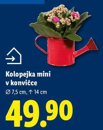 Kolopejka mini v konvičce