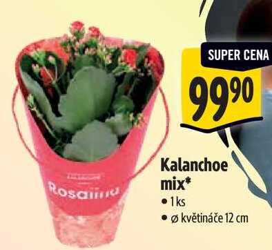 Kalanchoe mix